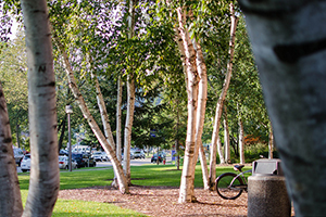 What You Didn’t Know About Campus Greenery