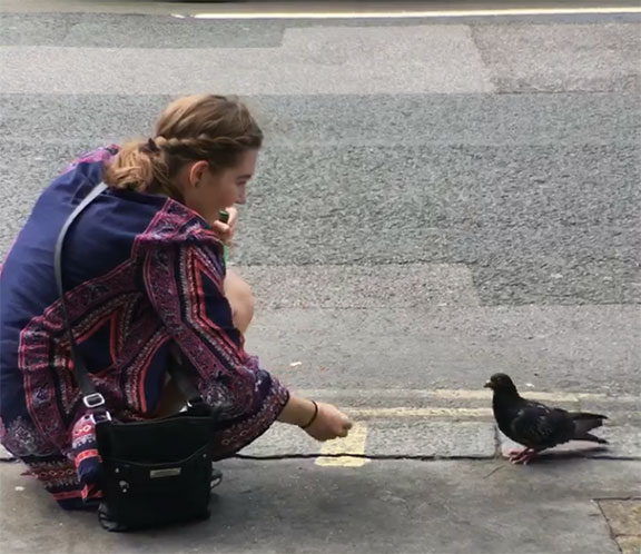 London Pigeon