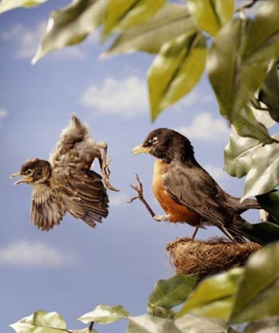 A parent robin kicks a baby out of the nest. 