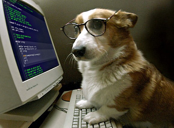 a corgi wearing glasses sitting at a computer