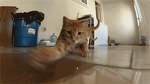 cat trying catch something