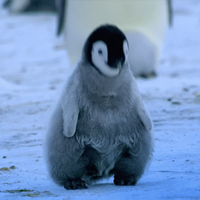 penguin baby bobbing head