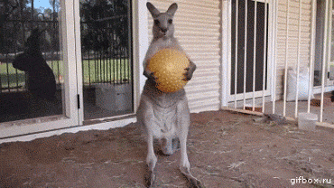 kangaroo drops ball