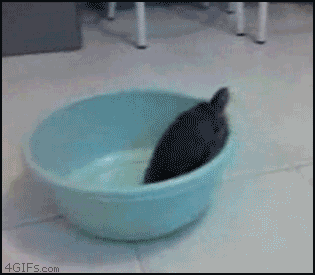 turtle flips plastic pool on top of itself