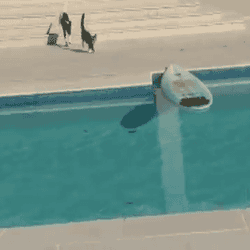cat floats across pool on surfboard