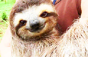 sloth nods