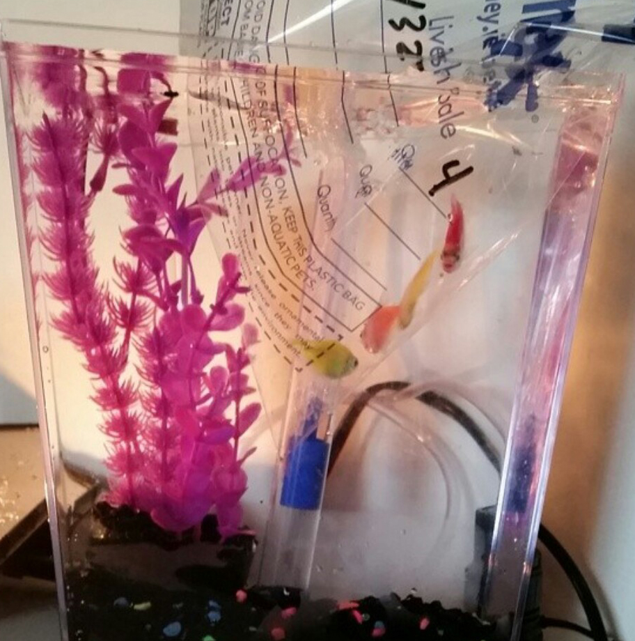 four fish in a small tank