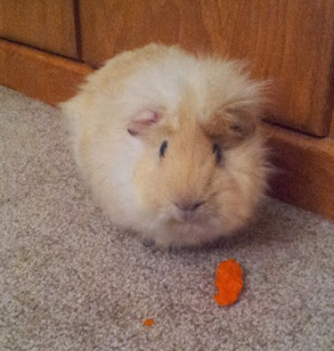 a pet guinea pig