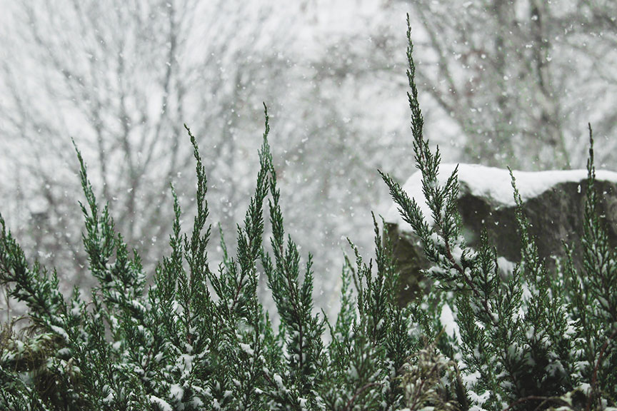 Evergreen bushes on campus with snow falling.