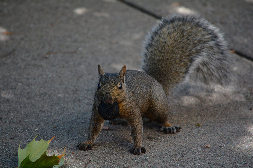 11 Animals Who Know How You Feel about Midterms