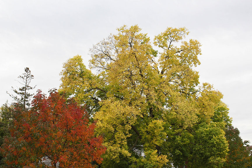 Fall in Winona