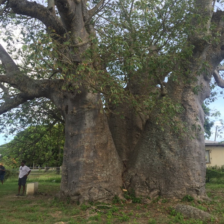 The oldest baobab in the US and British Virgin Islands