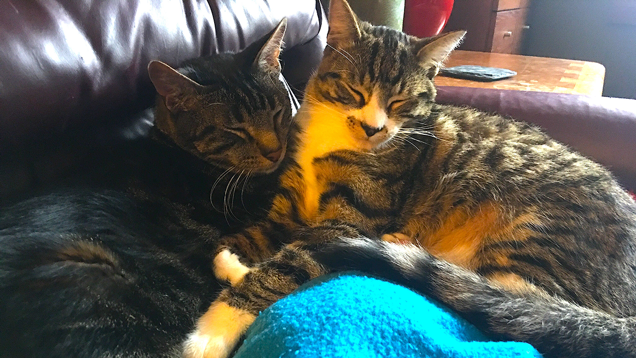 Kyle's two cats, Karn and Jimothy, cuddle on a sofa. 