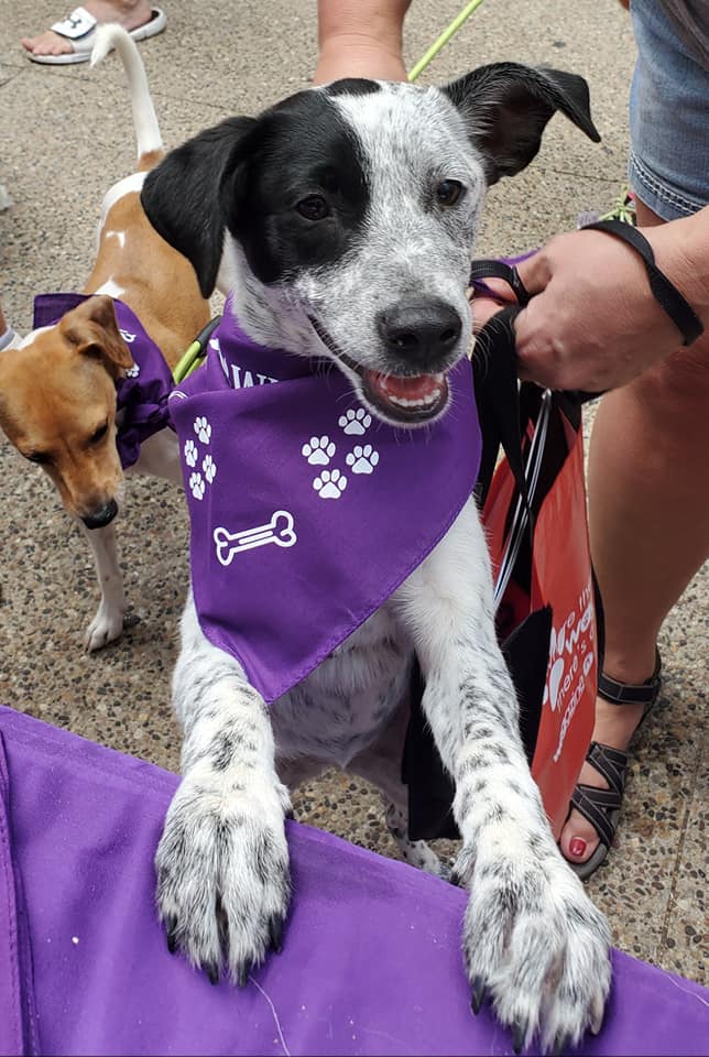 A dog receives an exclusive WSU pet bandana at Dogs Downtown