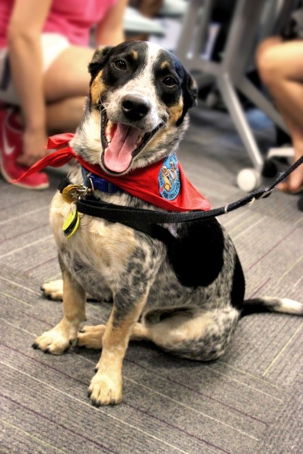 Meet Winston the Therapy Dog! - Wellness