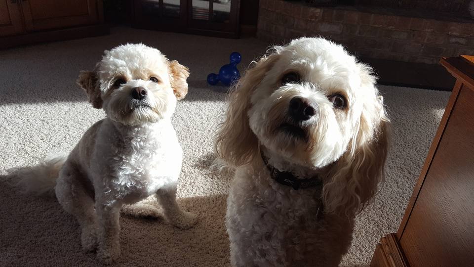 Elsie (left) and Wilbur (right) are my mom's furry children.